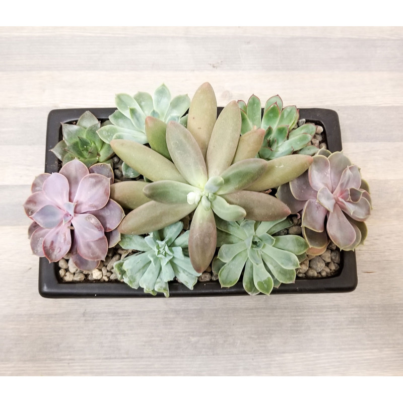 Succulent Dish Garden - Same Day Delivery