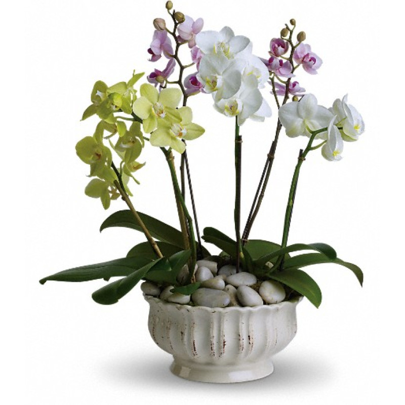 Regal Orchids - Same Day Delivery
