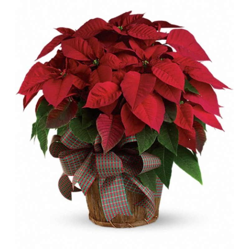 Large Red Poinsettia - Same Day Delivery