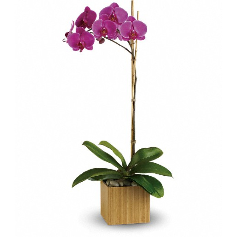 Imperial Purple Orchid - Same Day Delivery