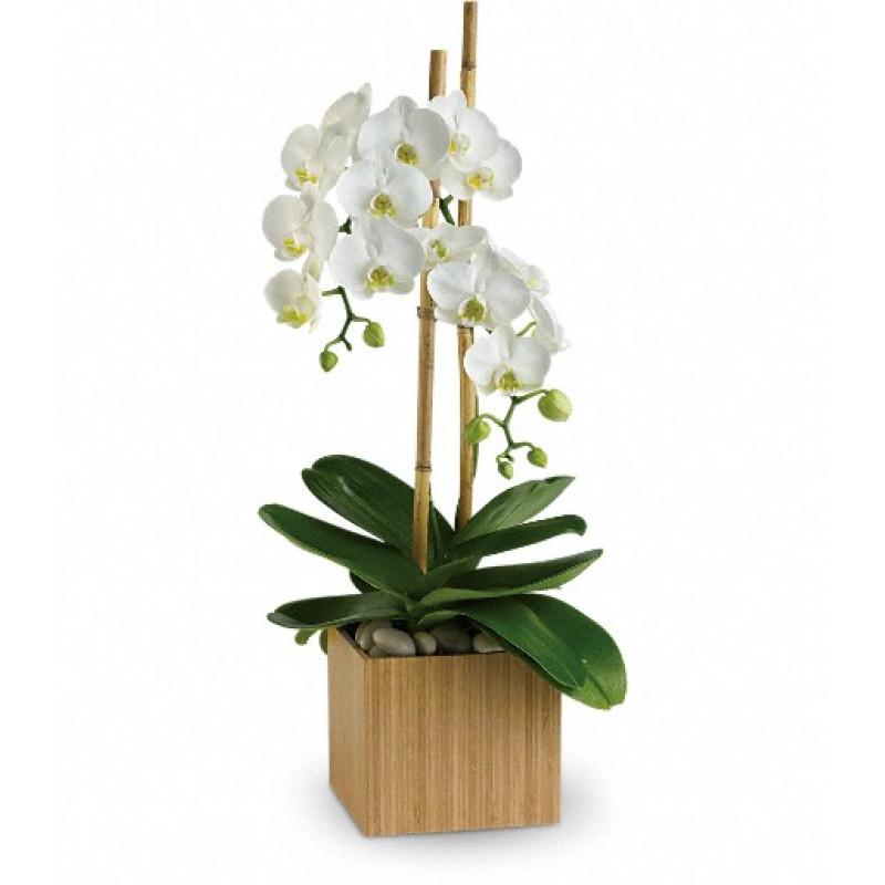 Opulent Orchids - Same Day Delivery